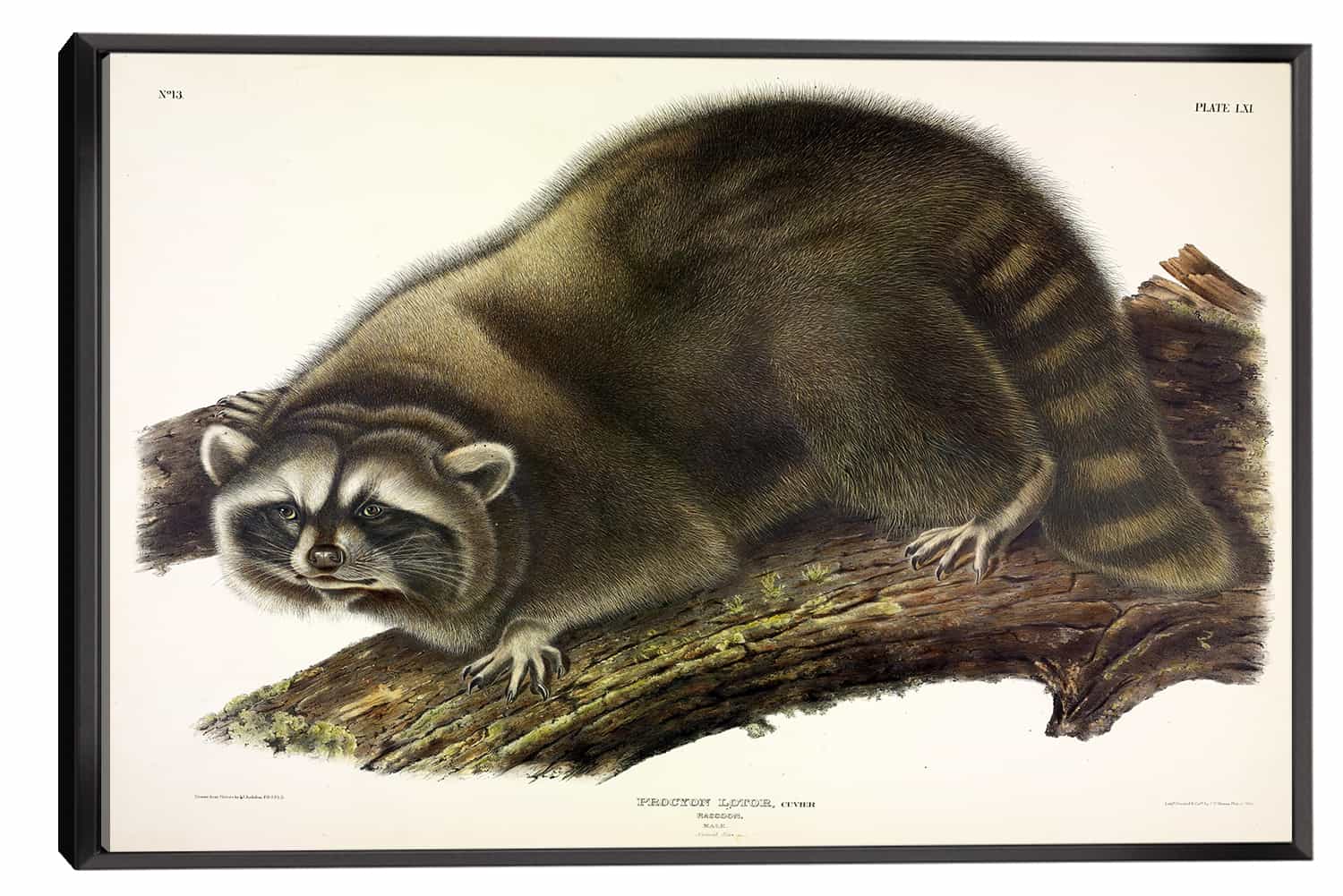 Cuvier Raccoon Canvas Art
