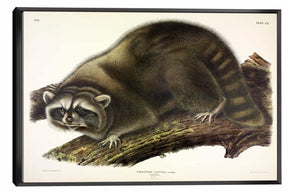 Cuvier Raccoon Canvas Art