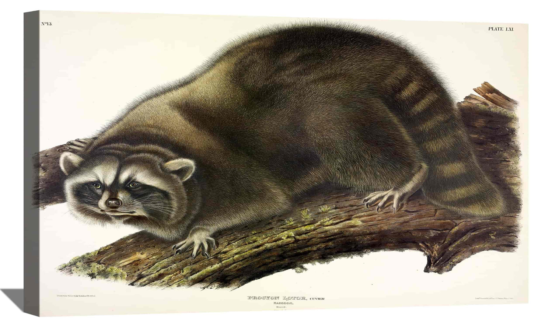 Cuvier Raccoon Canvas Art