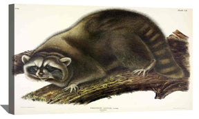 Cuvier Raccoon Canvas Art
