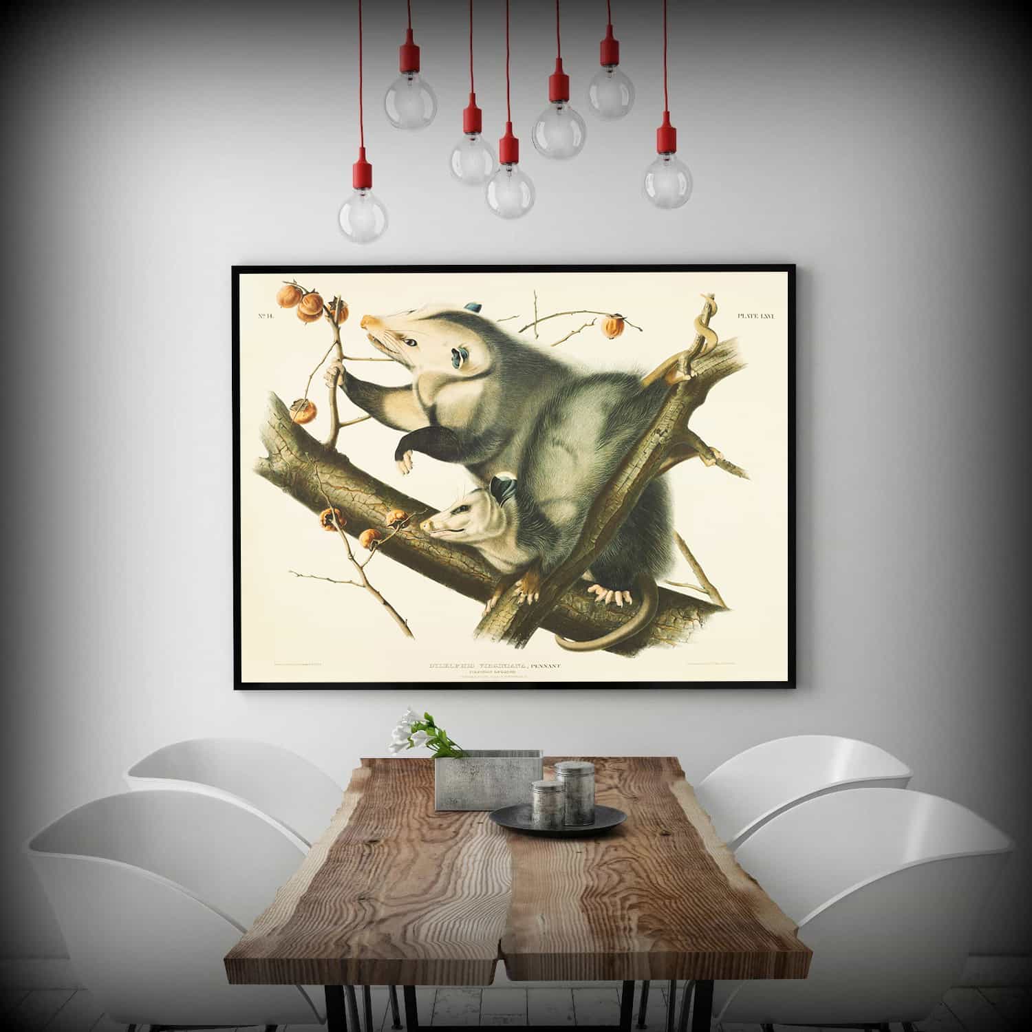 Didelphis Virginiana Canvas Art