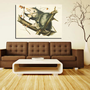 Didelphis Virginiana Canvas Art