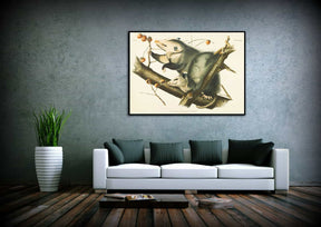 Didelphis Virginiana Canvas Art