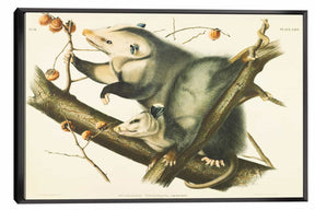 Didelphis Virginiana Canvas Art