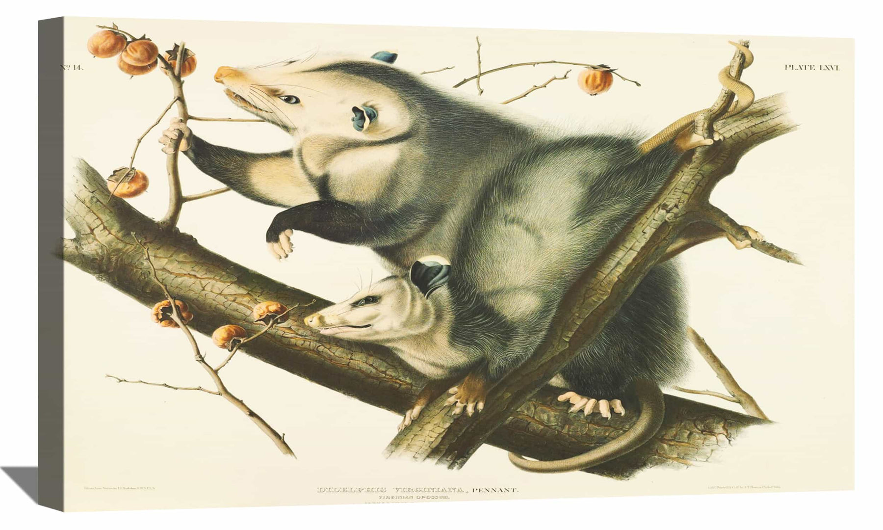 Didelphis Virginiana Canvas Art
