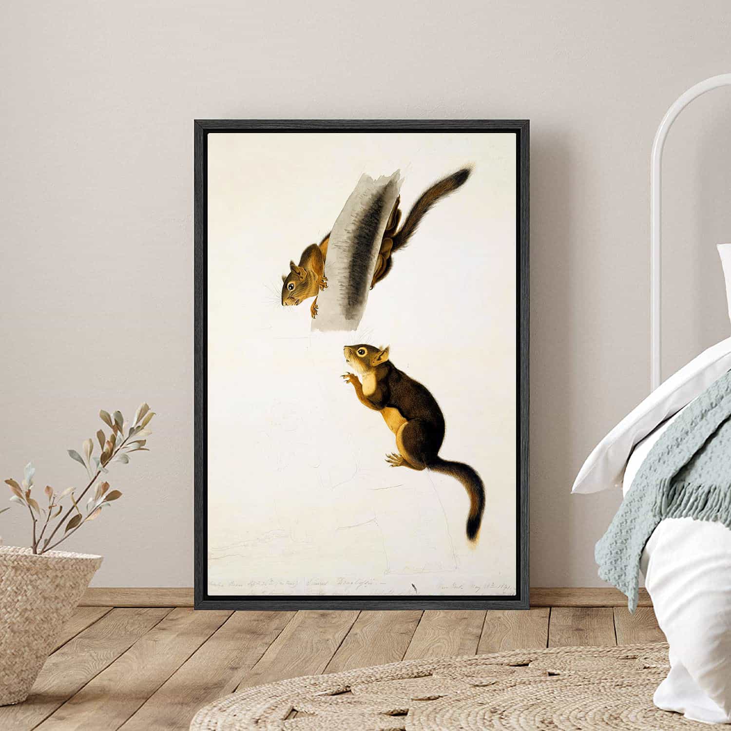 Douglas Squirrel Canvas Art
