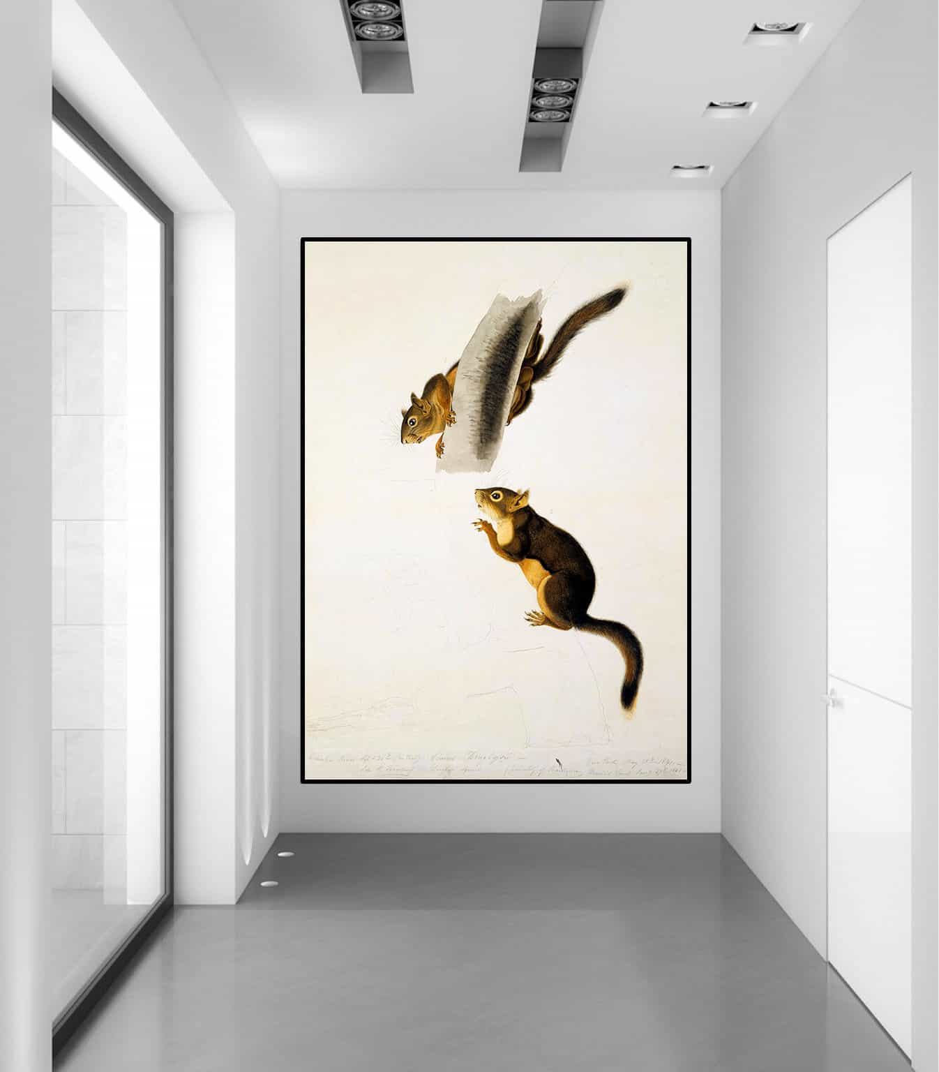 Douglas Squirrel Canvas Art