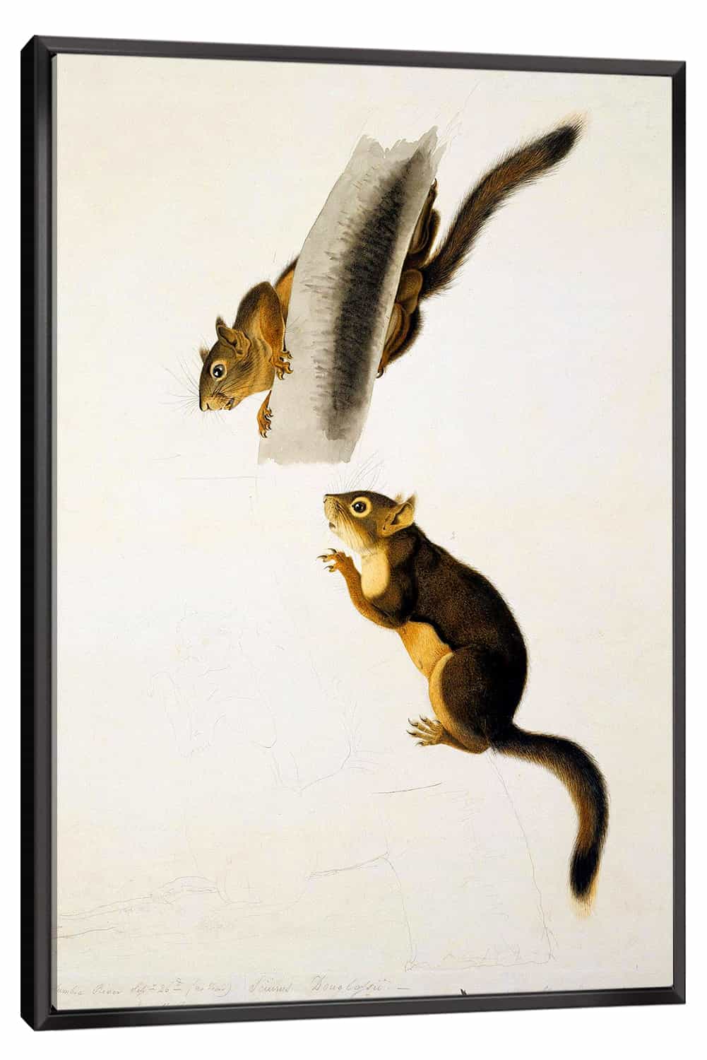 Douglas Squirrel Canvas Art