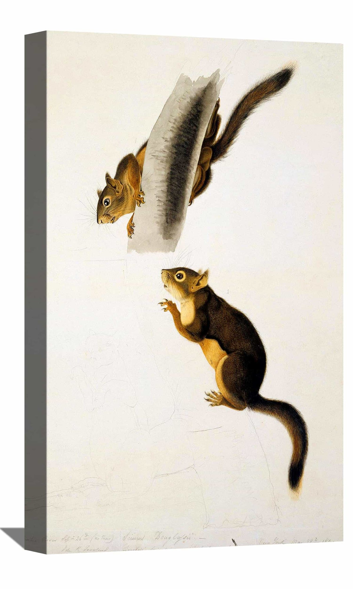 Douglas Squirrel Canvas Art