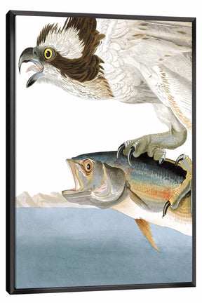 Fish Hawk Canvas Art