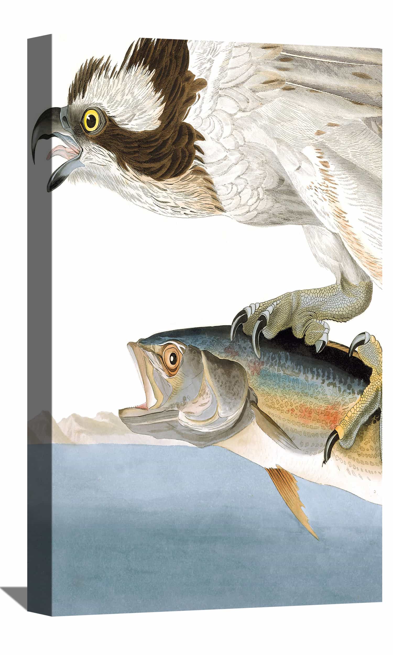 Fish Hawk Canvas Wall Art Fish Hawk Painting Jonh James Audubon Art