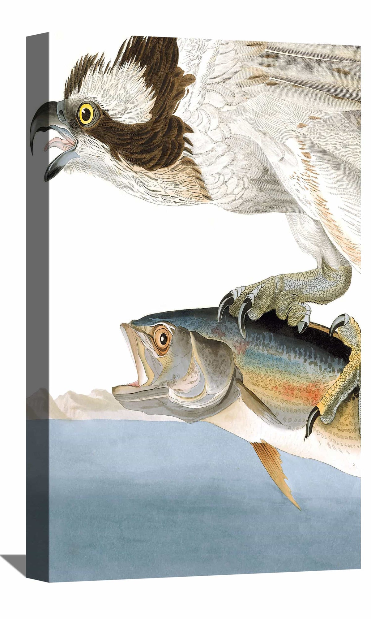 Fish Hawk Canvas Art