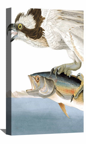 Fish Hawk Canvas Art