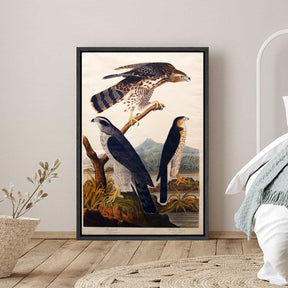 Goshawk Canvas Art