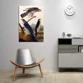 Goshawk Canvas Art