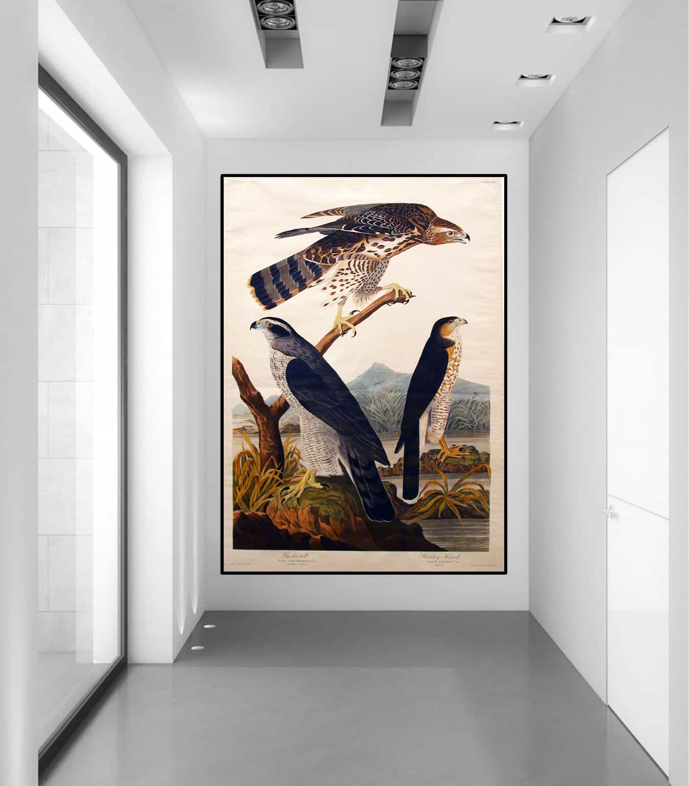 Goshawk Canvas Art