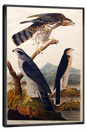 Goshawk Canvas Art