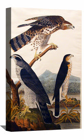 Goshawk Canvas Art