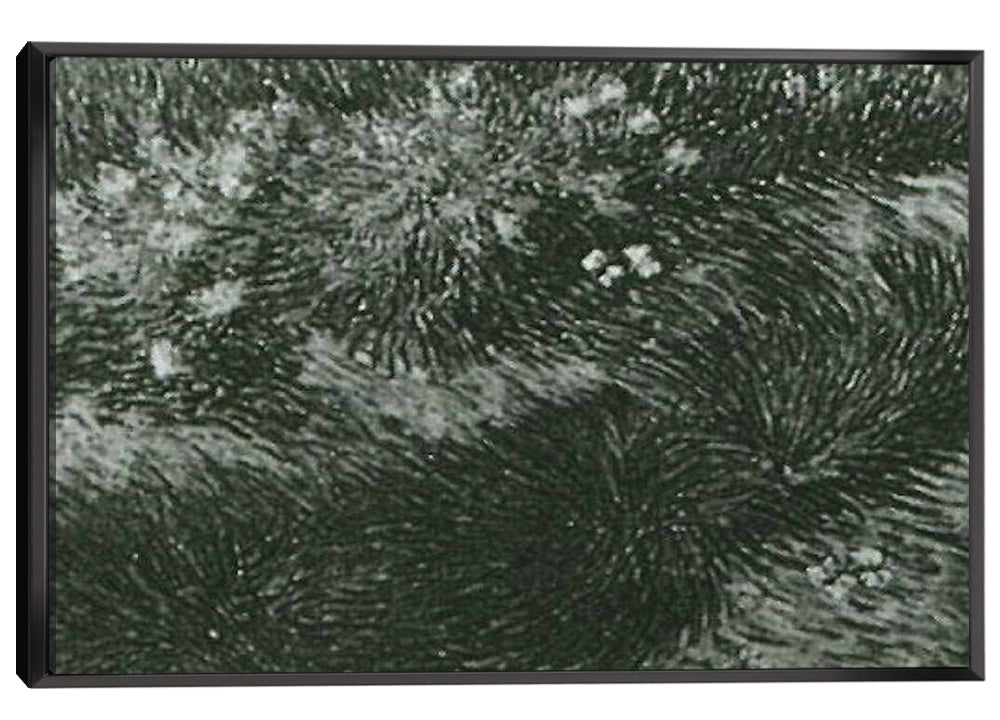 Grass and Butterflies Canvas Art