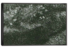 Grass and Butterflies Canvas Art