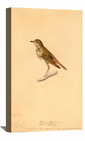 Hermit Thrush Canvas Art