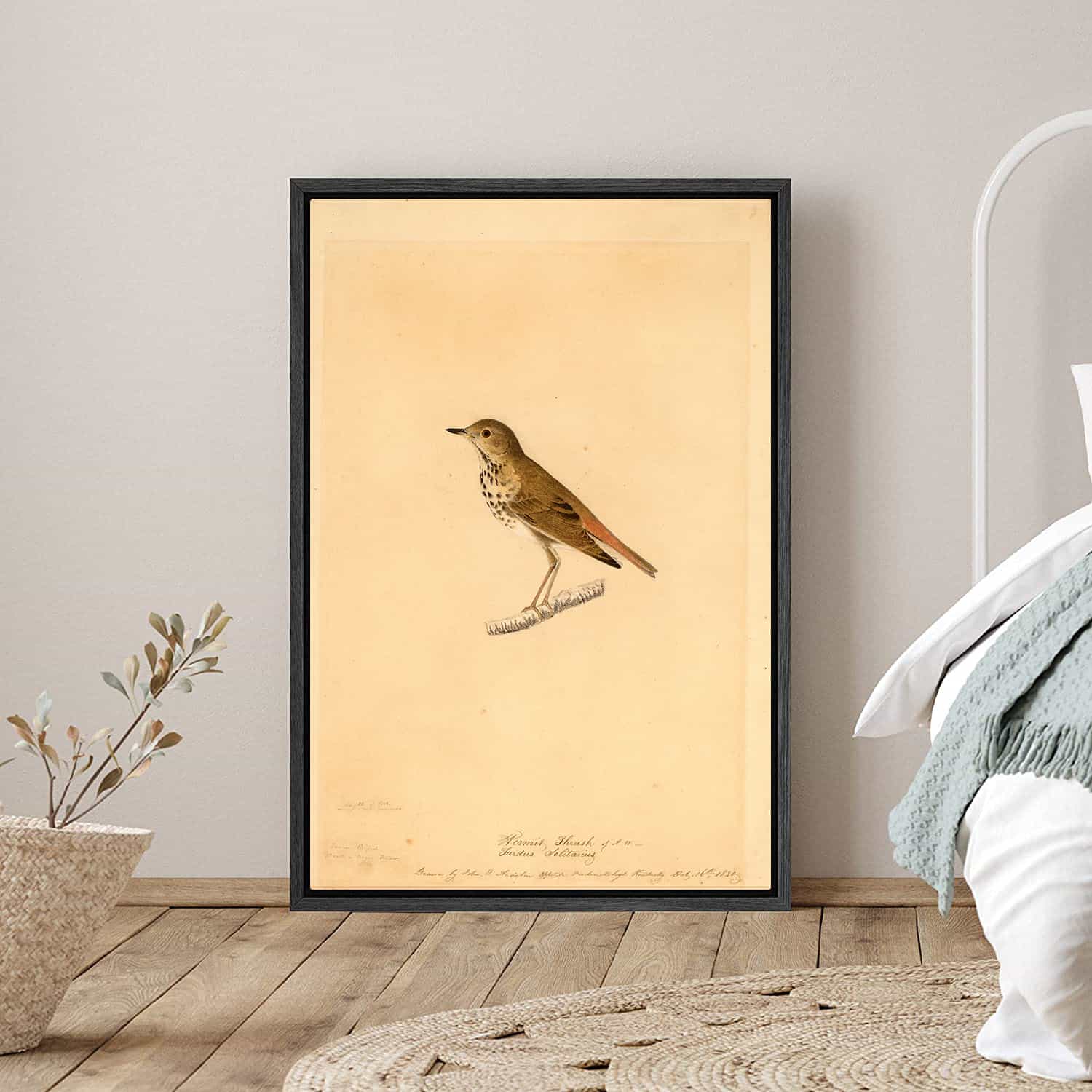 Hermit Thrush Canvas Art