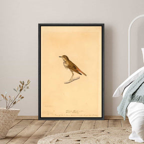 Hermit Thrush Canvas Art