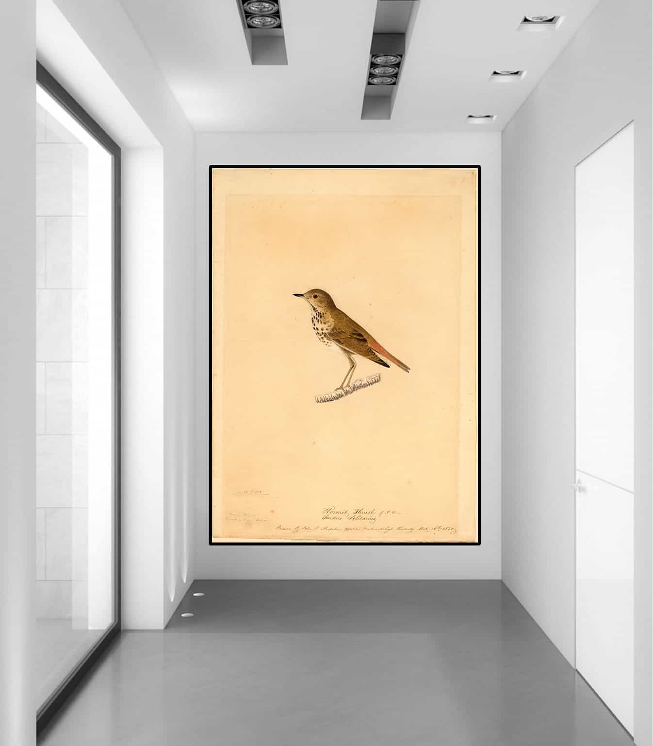 Hermit Thrush Canvas Art