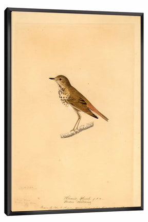Hermit Thrush Canvas Art
