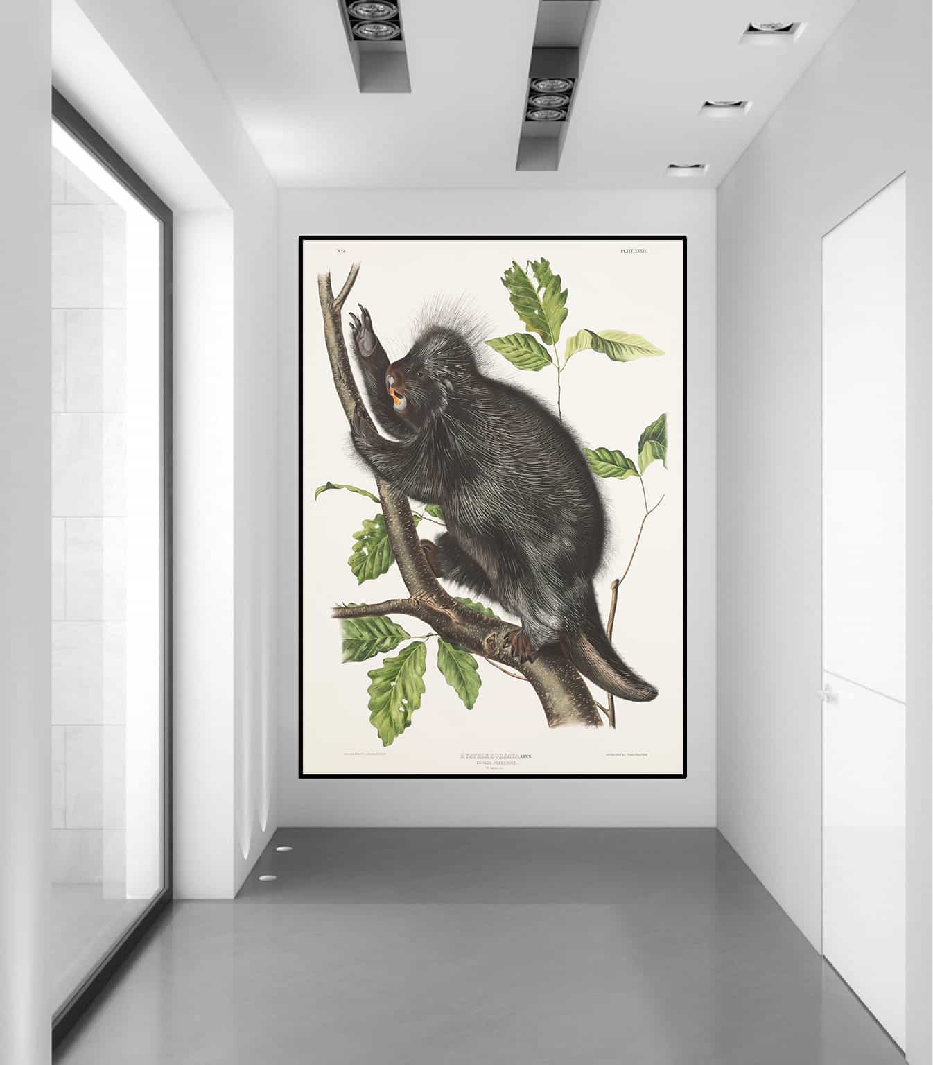 Hystrix Dorsata Canvas Art