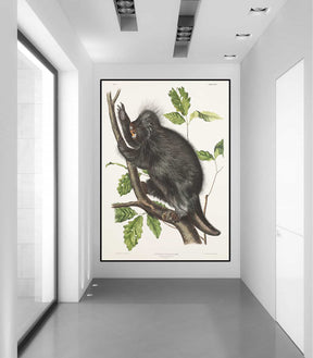 Hystrix Dorsata Canvas Art