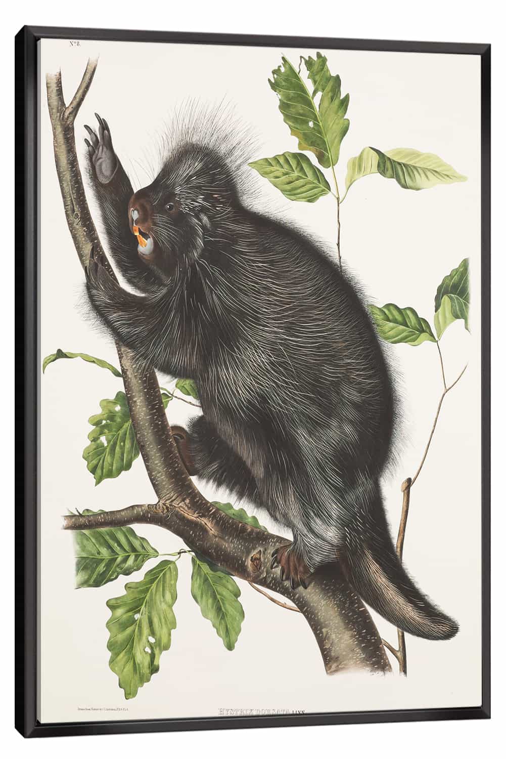 Hystrix Dorsata Canvas Art