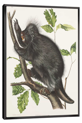 Hystrix Dorsata Canvas Art