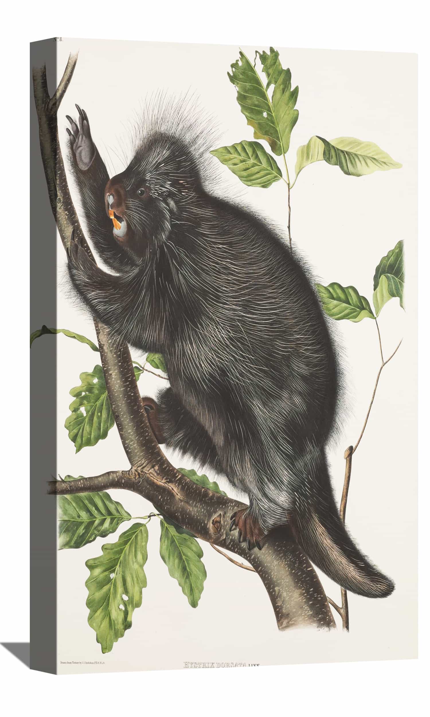 Hystrix Dorsata Canvas Art