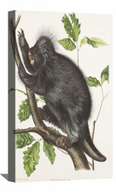 Hystrix Dorsata Canvas Art