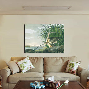Long billed Curlew Canvas Art