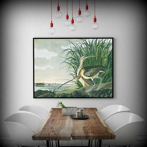 Long billed Curlew Canvas Art