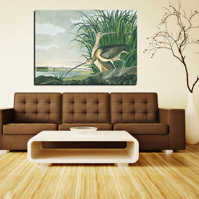 Long billed Curlew Canvas Art