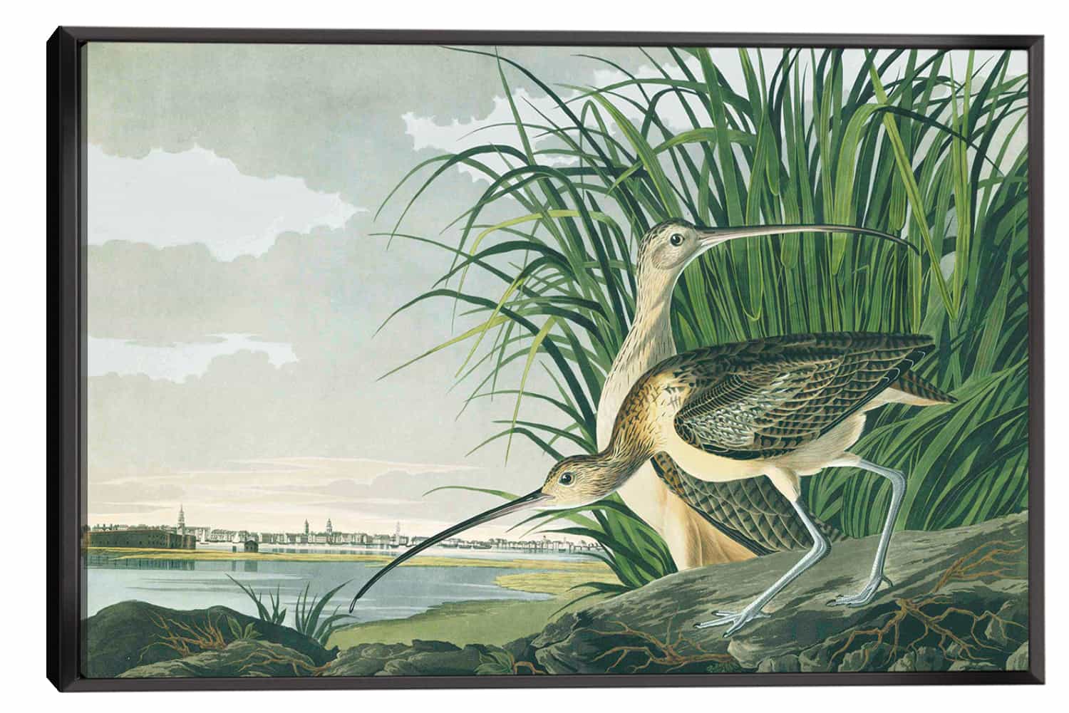 Long billed Curlew Canvas Art