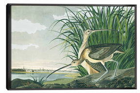 Long billed Curlew Canvas Art