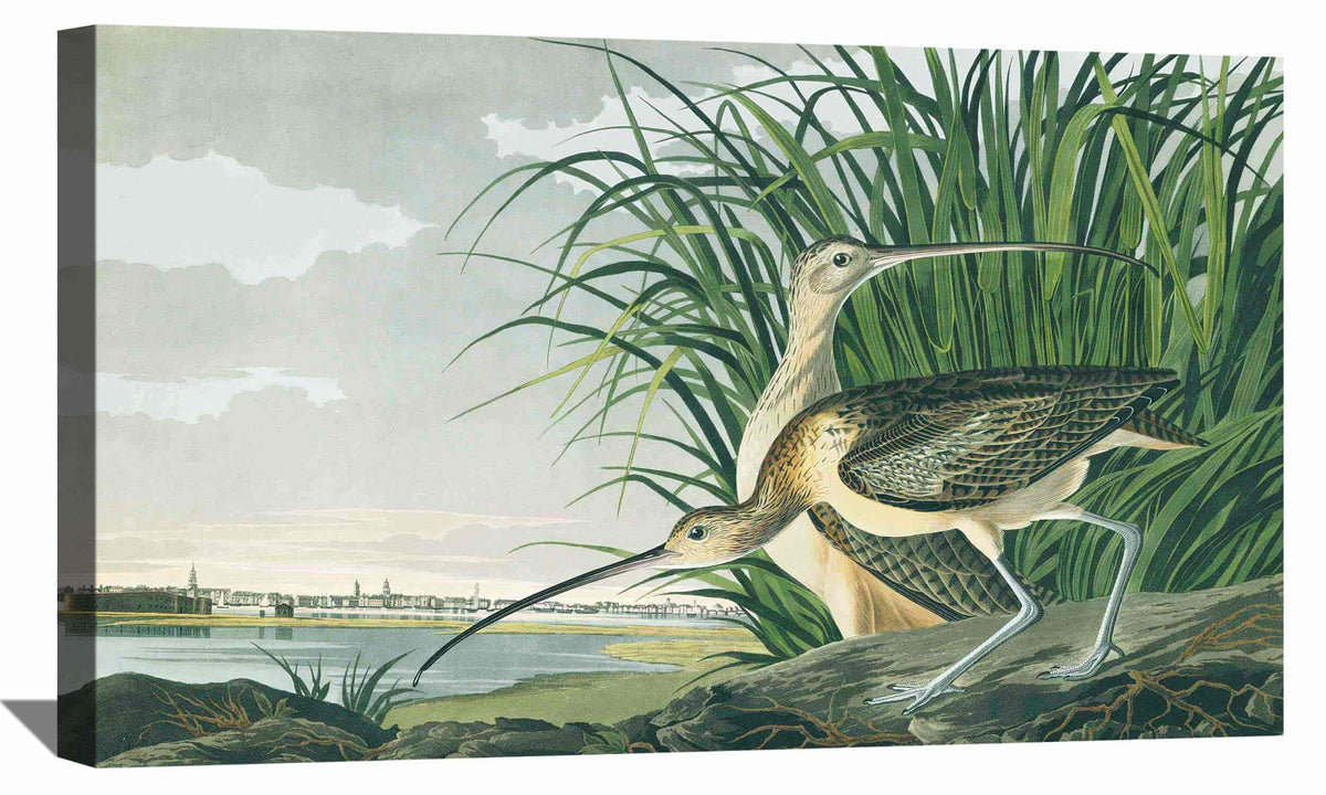 Long billed Curlew Canvas Art