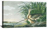 Long billed Curlew Canvas Art