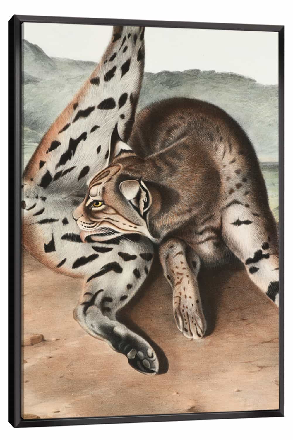 Lynx Rufus Canvas Art