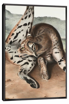 Lynx Rufus Canvas Art