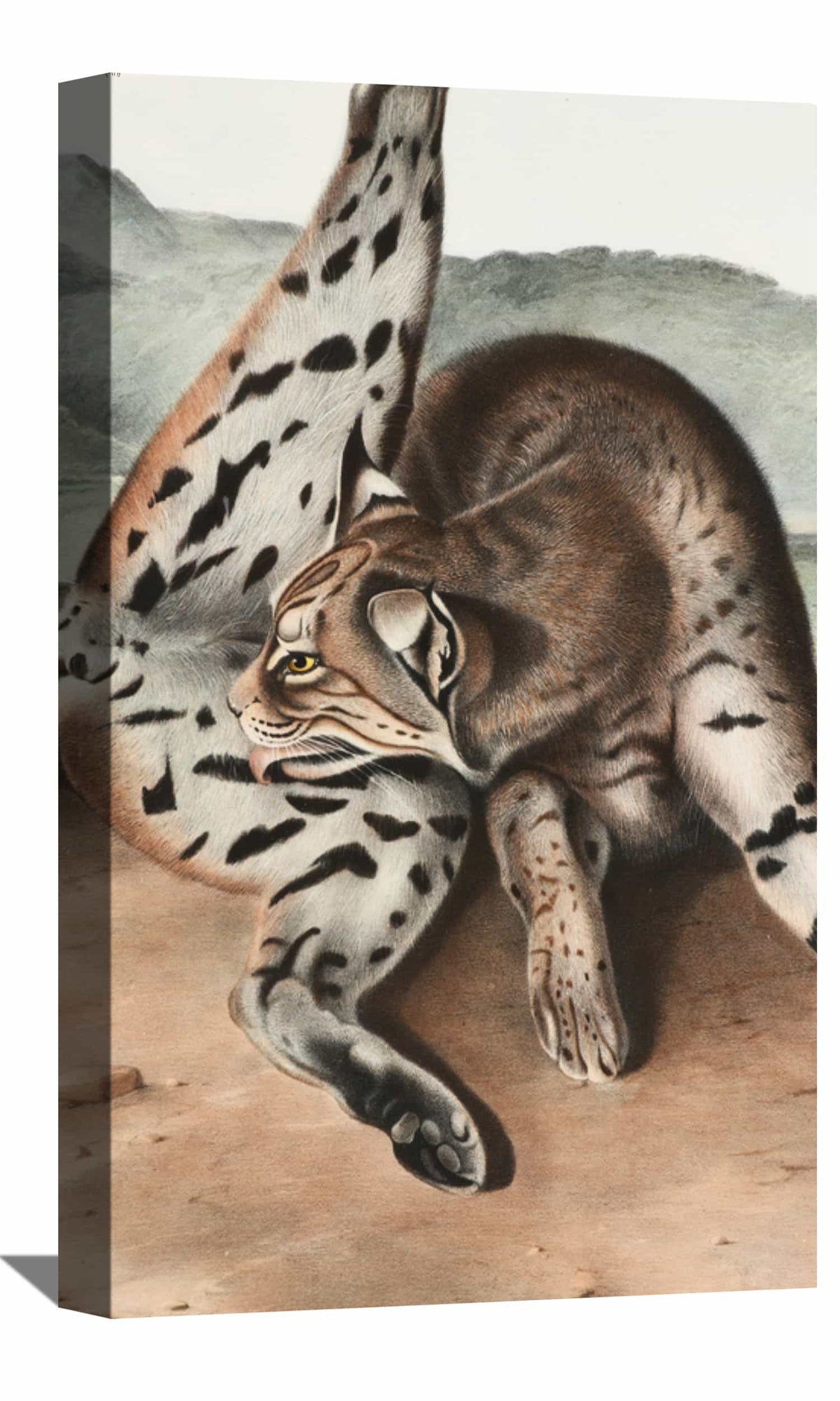Lynx Rufus Canvas Art