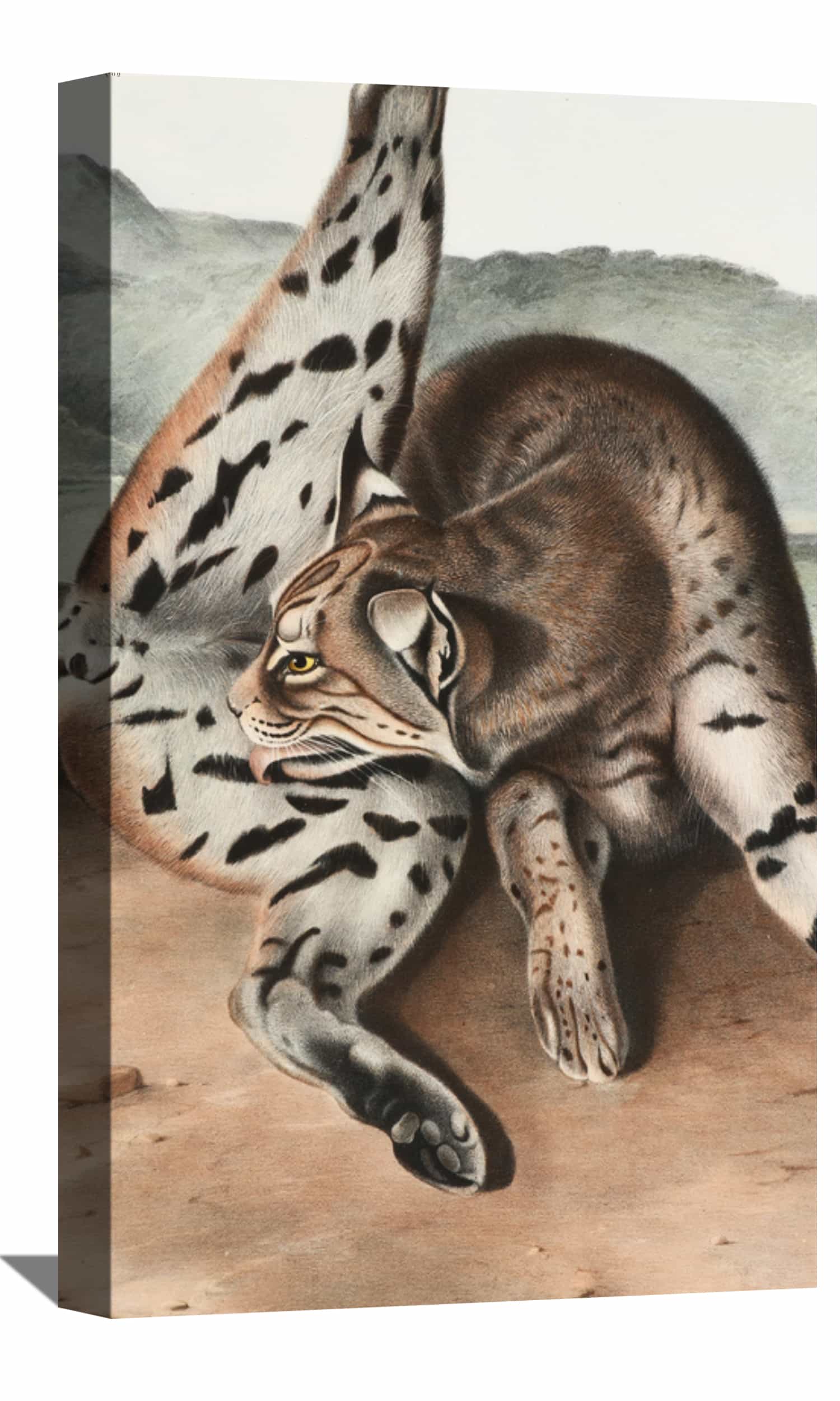 Lynx Rufus Canvas Art