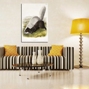 Mephitis Mesoleuca Canvas Art