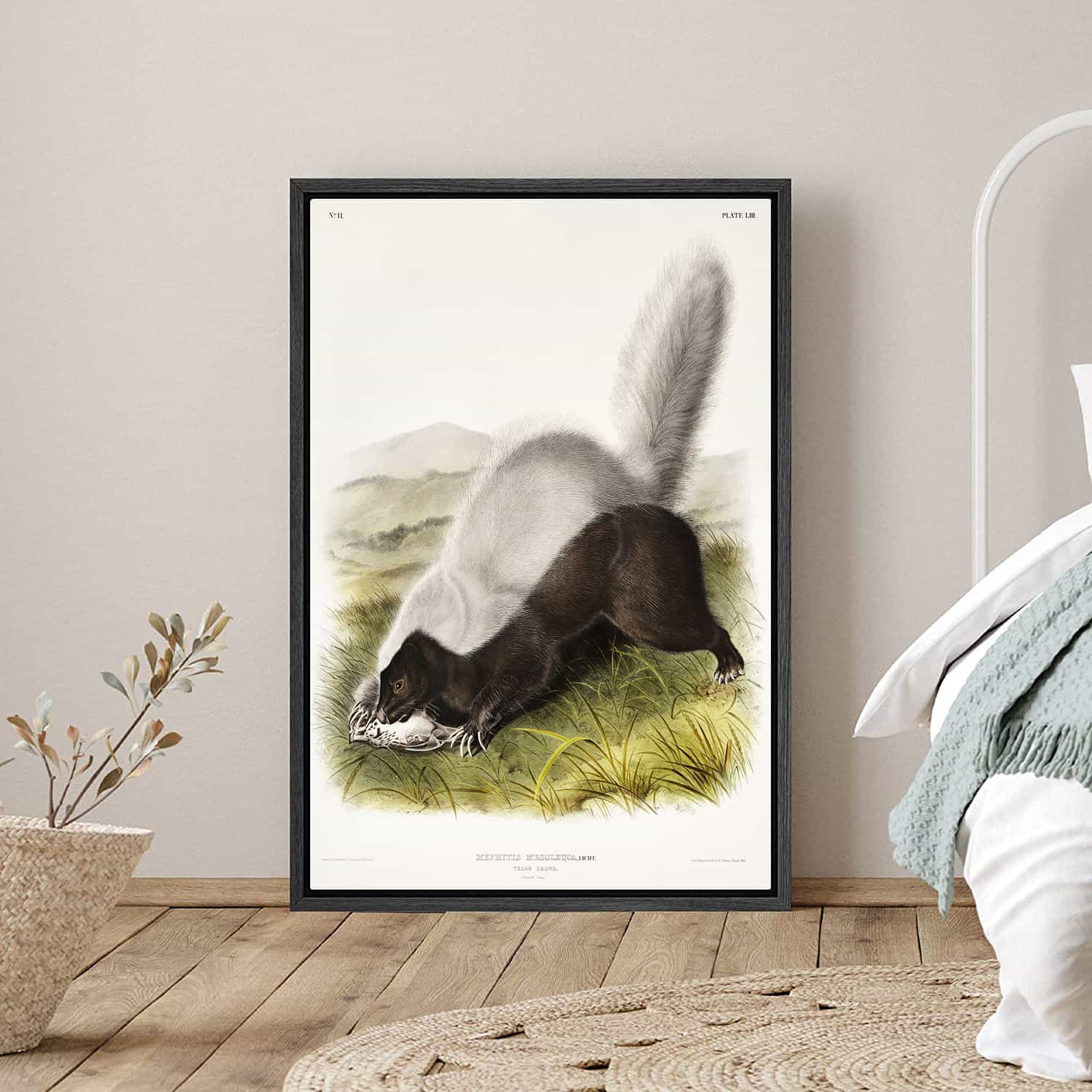 Mephitis Mesoleuca Canvas Art