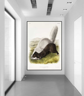 Mephitis Mesoleuca Canvas Art