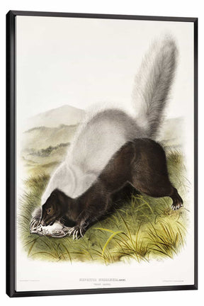 Mephitis Mesoleuca Canvas Art